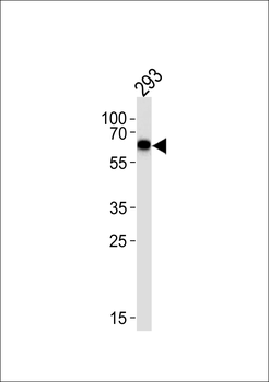 SPAK Antibody (Center)