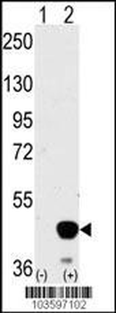 MEK2 (MAP2K2) Antibody (Center)