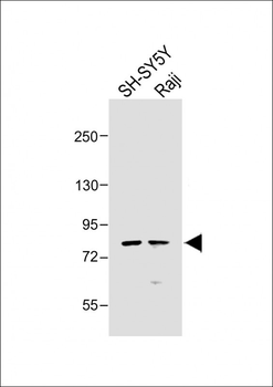 PAK5 Antibody