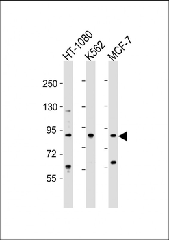 TBK1 Antibody (S172)