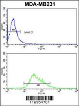 CYP21A2 Antibody (Center)