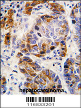 ALDH4A1 Antibody (Center)