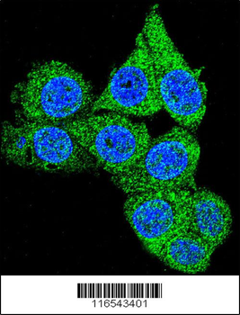 GAPDH Antibody (C-term R248)