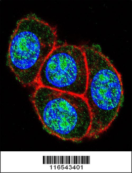 GAPDH Antibody (C-term R248)