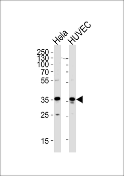 GAPDH Antibody (C-term R248)
