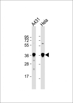 GAPDH Antibody (C-term R248)