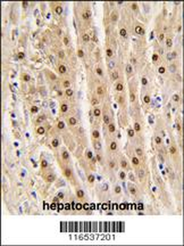 GAPDH Antibody (N-term)