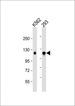 IARS2 Antibody (Center)