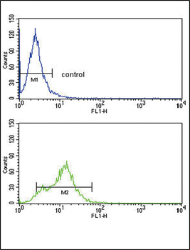 ACVRL1 Antibody (C-term)