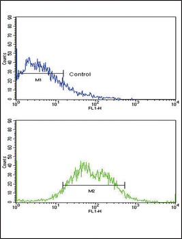 ACVRL1 Antibody (N-term)