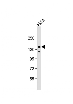 IRS2 Antibody (C-term)