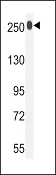 LTBP1 Antibody (C-term)