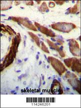 FLNA Antibody (Y1046)