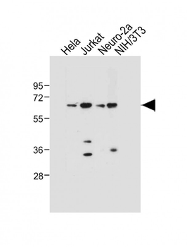 SMAD4 Antibody (T277)