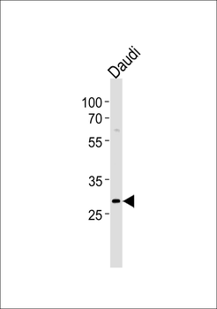 IPF Antibody (S66)