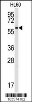 SRMS Antibody (N-term)