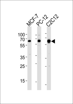 SRC Antibody (N-term)