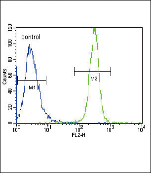 LYN Antibody (N-term)