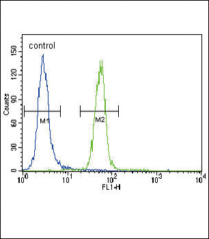 FYN Antibody (N-term)