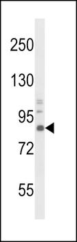 TrkA Antibody