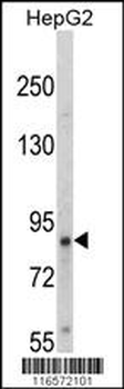TrkA-pY791 Antibody