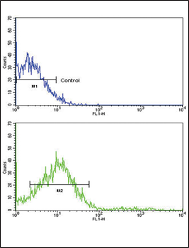ROR2 Antibody (N-term)