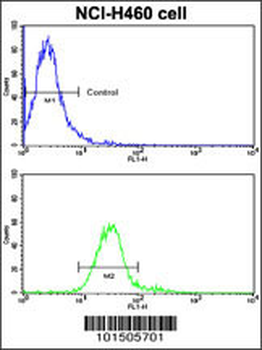 ROR1 Antibody (N-term)