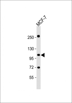 MCK10 Antibody