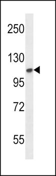 FGFR2 Antibody (N-term)