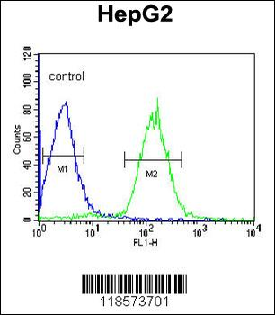 PLTP Antibody (C-term)