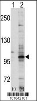 EphA7 Antibody (C-term)