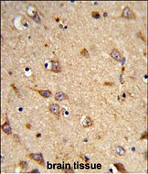 EphA7 Antibody (N-term)