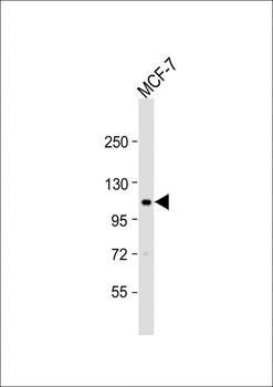 EphA2 Antibody (N-term)