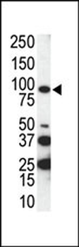 AXL Antibody (C-term)