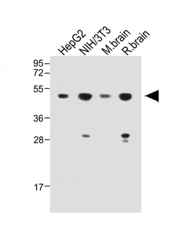 HARS Antibody (N-term)