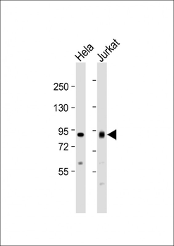 ACO2 Antibody (Center)