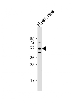 GIPR Antibody (Center)