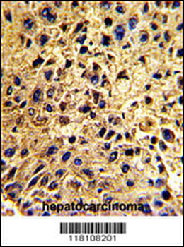 NUP62 Antibody (C-term E507)