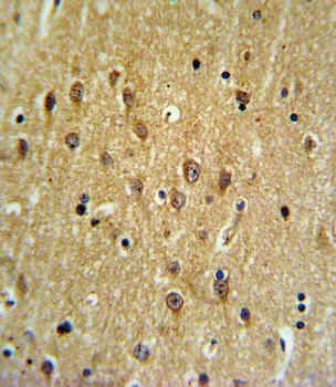 EHD3 Antibody (N-term)