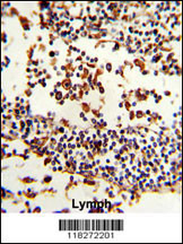 IGHA1 Antibody (C-term)