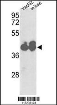 IDH1 Antibody (Center)