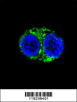 IDH1 Antibody (Center)