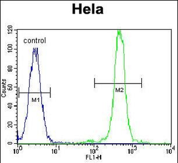 FASN Antibody (Center)