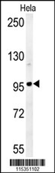 GIT1-Y554 Antibody (C-term)