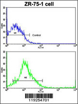 CTSK Antibody (Center R222)