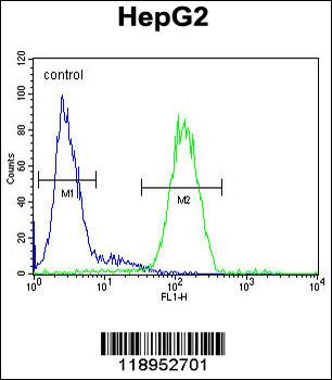 SERPINH1 Antibody (Center)