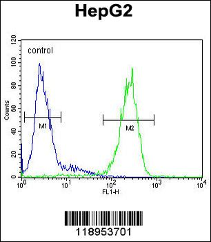 SERPINH1 Antibody (C-term)