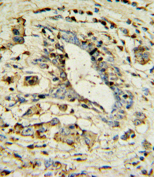 APOL1 Antibody