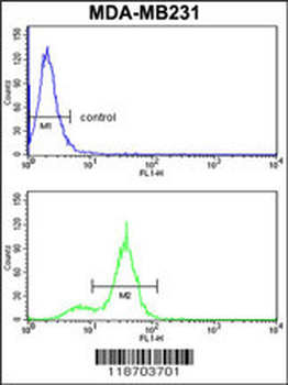 CPN2 Antibody (N-term)