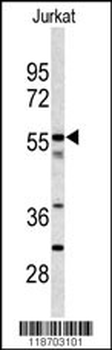 CPN2 Antibody (N-term)